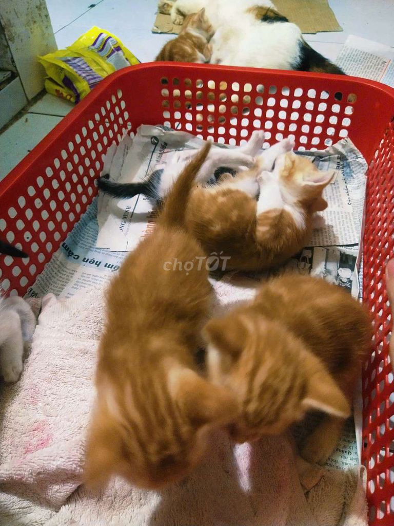 Mèo Anh vàng và tam thể 2 tháng tuổi. Mua bán Mèo tại Quận Tân Bình Tp Hồ Chí Minh được đăng bởi Cá dĩa Như Ý hình 1
