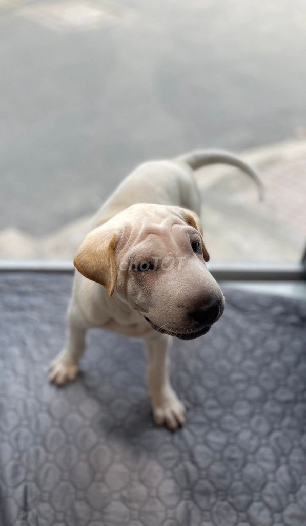 Bán chó shar pei chó giống rất khôn và giữ nhà. Mua bán Chó tại Huyện Bàu Bàng Bình Dương được đăng bởi Bao tran hình 1