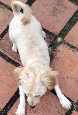 Chó Poodle Mini Trắng kem Cả hai