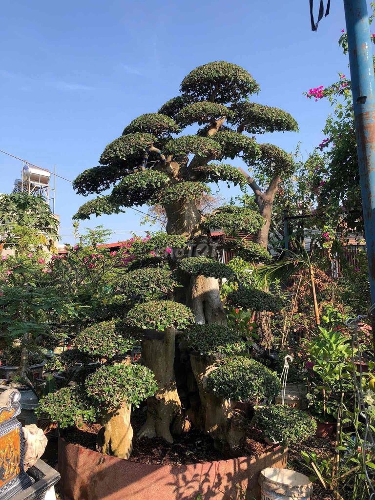 Cây duối ôm đá Đồng Nai. Mua bán Cây cảnh, đồ trang trí tại Huyện Vĩnh Cửu Đồng Nai được đăng bởi Tiến Đoàn hình 1