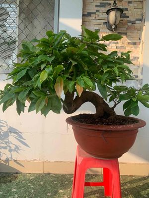 mai vàng bonsai ghép giảo thủ đức 3 mùa,cây khoẻ