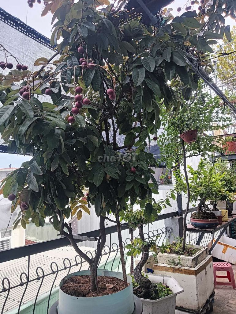 Cây nhãn tím 2 mùa/năm ngọt như mật ong. Mua bán Đồ chuyên dụng, Giống nuôi trồng tại Quận Thanh Khê Đà Nẵng được đăng bởi hồ văn liêm hình 1