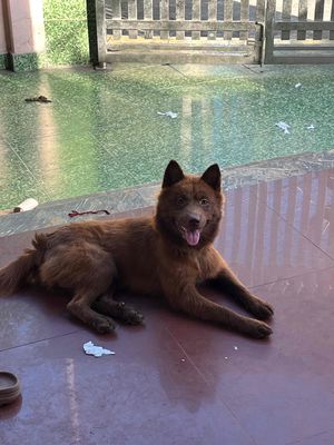 Xù tai dựng bắc hà. Mua bán Chó tại Quận Hải An Hải Phòng được đăng bởi Dương Anh