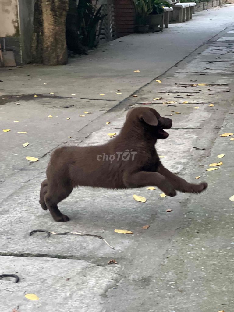 Chó đực màu Nâu. Mua bán Chó tại Huyện Thường Tín Hà Nội được đăng bởi Phạm Tuân hình 1