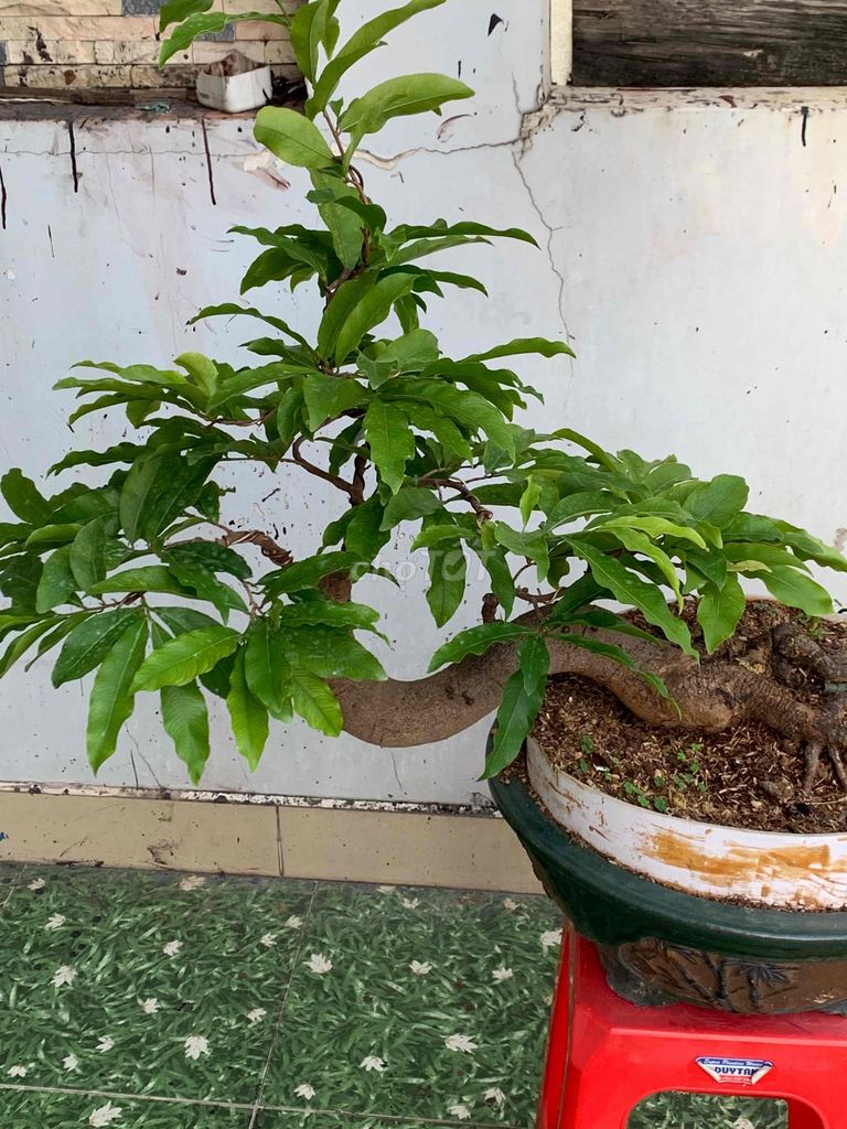 mai vàng bonsai ghép siêu bông sài gòn,hoa rất đep