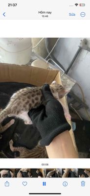 Mèo Bengal lai