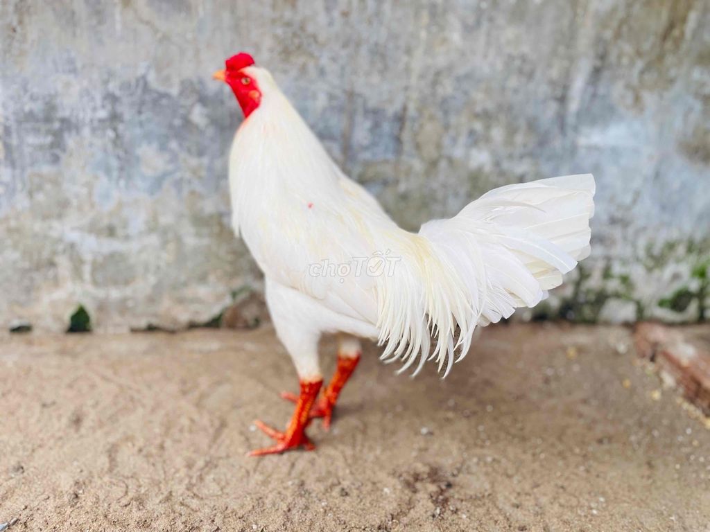 Gà Trắng 2.8kg. Mua bán Gà tại Thành phố Sa Đéc Đồng Tháp được đăng bởi Ht Gà  hình 1