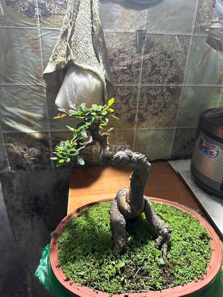Cây ru dáng quái. Mua bán Cây cảnh, đồ trang trí tại Quận Đống Đa Hà Nội được đăng bởi tuệ an hình 1