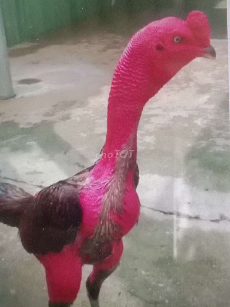 3ký2 tới 4ký2 Gà Đòn bình Định lớn khủng. Mua bán Gà tại Huyện Bình Chánh Tp Hồ Chí Minh được đăng bởi Hùng  hình 1