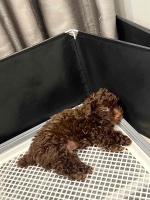 Poodle socola mắt nâu mũi hồng màu hiếm. Mua bán Chó tại Thành phố Vũng Tàu Bà Rịa - Vũng Tàu được đăng bởi Cici