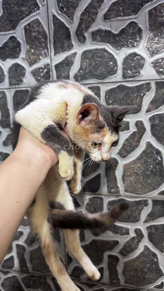 Mèo ald lai tam thể cái đã sổ giun. Mua bán Mèo tại Quận 12 Tp Hồ Chí Minh được đăng bởi Huỳnh Nguyễn hình 1