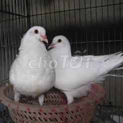 Chim bồ câu phóng sinh màu trắng. Mua bán Chim tại Quận Hai Bà Trưng Hà Nội được đăng bởi Đỗ Thị Hạ hình 1