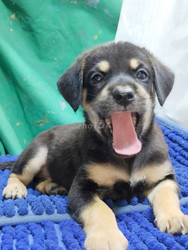Chó Rottweiler lai trưởng thành to con coi nhà . Mua bán Chó tại Quận Bình Tân Tp Hồ Chí Minh được đăng bởi Nguyễn Hằng hình 1