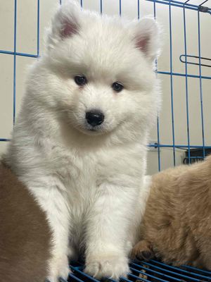 samoyed. Mua bán Chó tại Quận Long Biên Hà Nội được đăng bởi bông pet