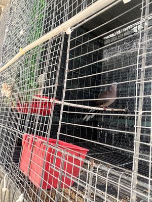 Cần thanh l.ý. Mua bán Chim tại Huyện Trảng Bàng Tây Ninh được đăng bởi Hoangan 