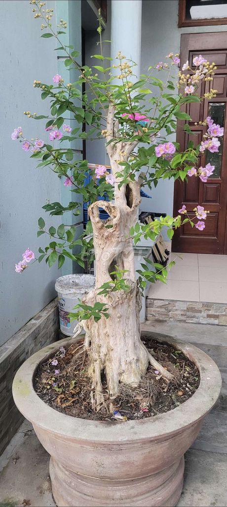 Cây Mằng năng lá dăm Lũa Trăm năm. Mua bán Cây cảnh, đồ trang trí tại Quận Đống Đa Hà Nội được đăng bởi vũ khắc tiến hình 1