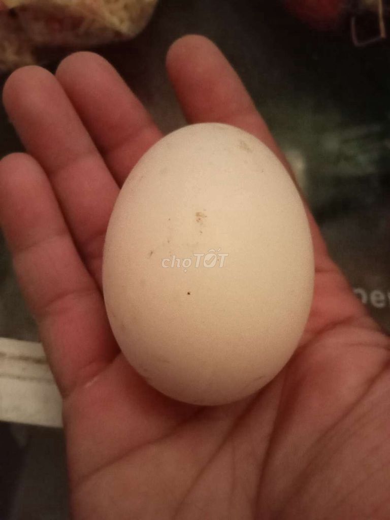 Trứng vịt trứng gà sỉ lẻ. Mua bán Đồ ăn, thực phẩm và các loại khác tại Huyện Nhà Bè Tp Hồ Chí Minh được đăng bởi Sỉ Lẻ Trứng Gia Cầm hình 1