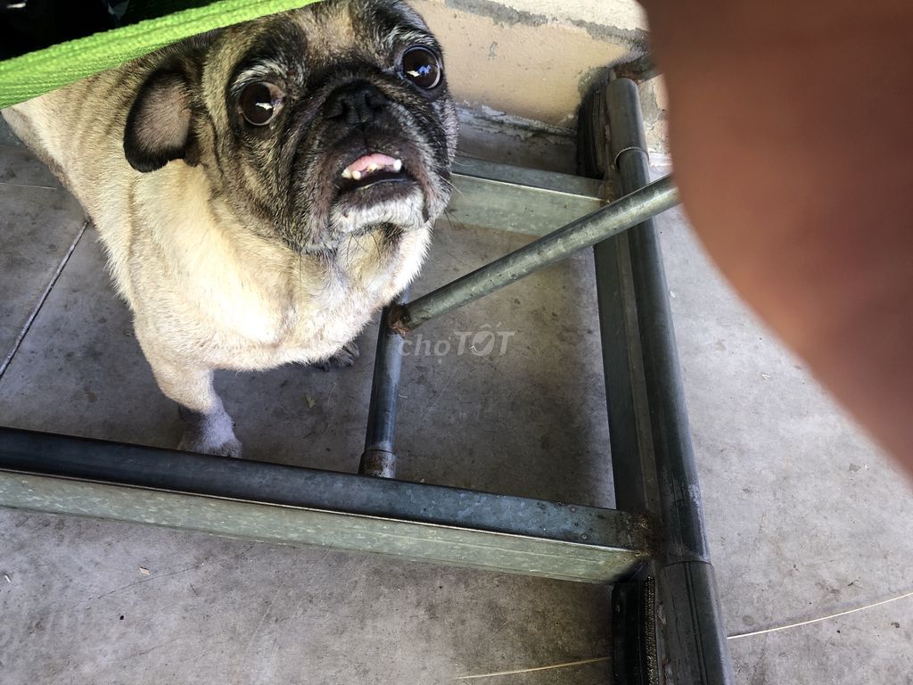 Chó Pug Nâu vàng. Mua bán Chó tại Huyện Quảng Xương Thanh Hóa được đăng bởi Hứa thị mai hình 1