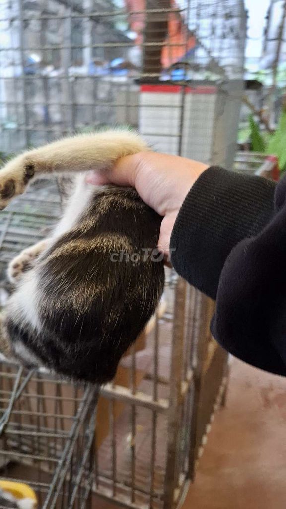 mèo tabby sọc dưa. Mua bán Mèo tại Quận Hoàng Mai Hà Nội được đăng bởi Thu Sẽ Gầy hình 1