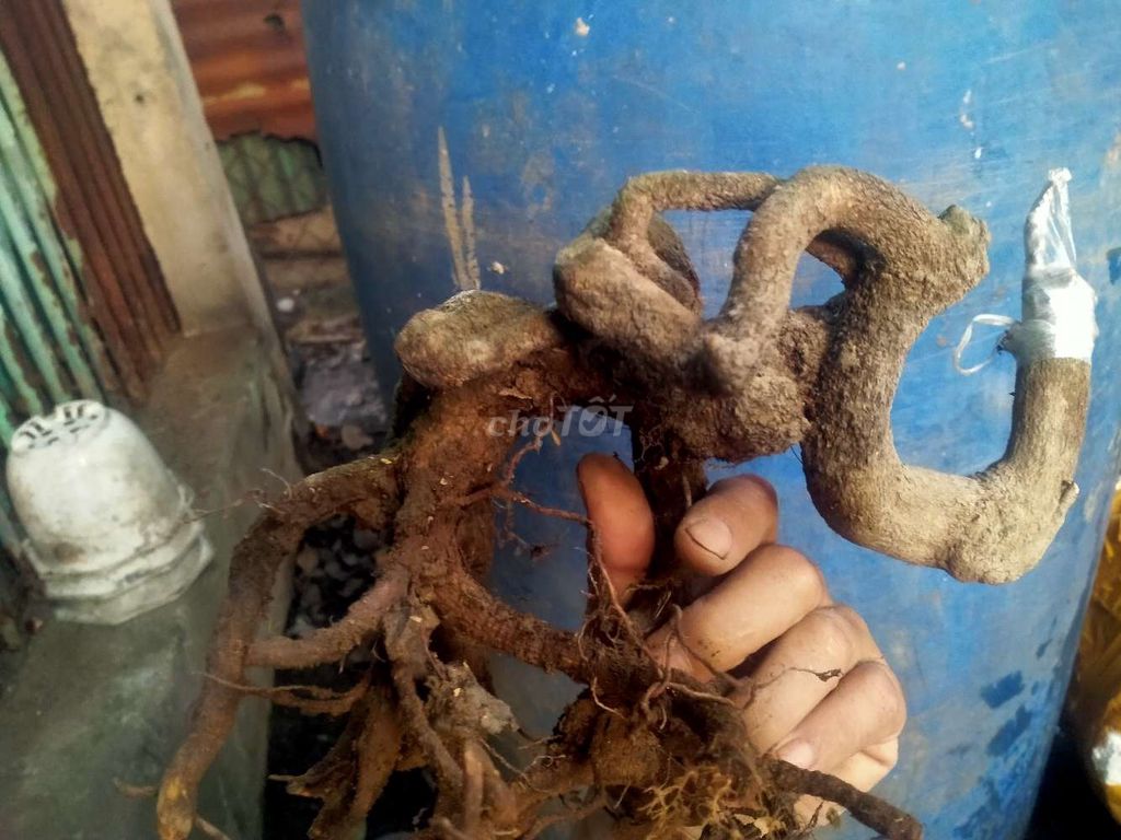 Mai vàng xù dáng quái. Mua bán Cây cảnh, đồ trang trí tại Huyện Hóc Môn Tp Hồ Chí Minh được đăng bởi Tý hình 1