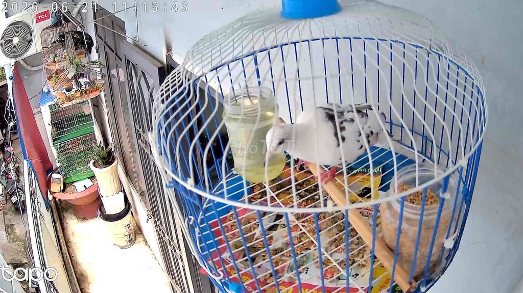 Chim cu gáy Thái mái Trắng đốm đen. Mua bán Chim tại Quận Tân Phú Tp Hồ Chí Minh được đăng bởi linh cu gáy hình 1