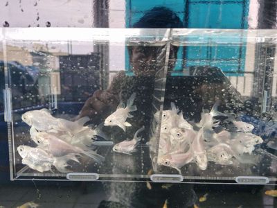 Chép sư tử size 7 8. Mua bán Thú cưng khác tại Quận 11 Tp Hồ Chí Minh được đăng bởi Quocanh Luong