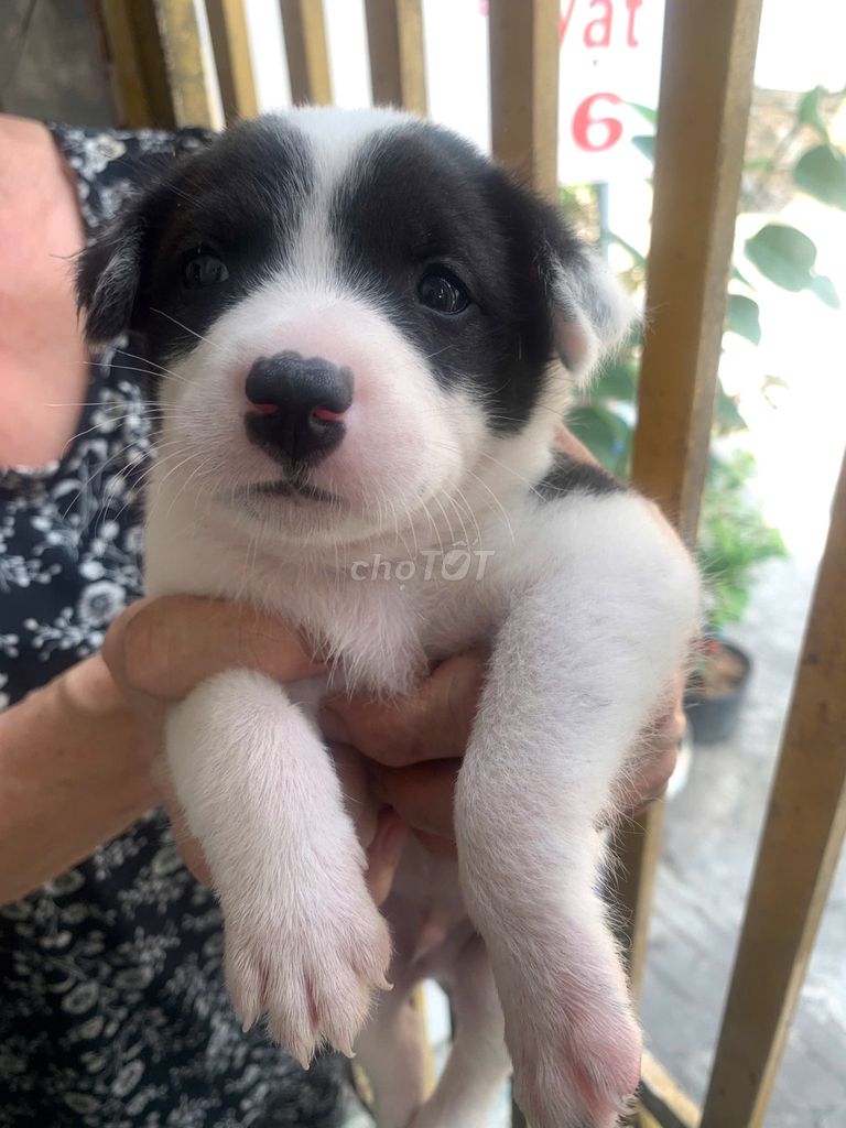 Em cần bán 4 bé chó cỏ. Mua bán Chó tại Quận Ninh Kiều Cần Thơ được đăng bởi Nguyen Khanh Phuc hình 1