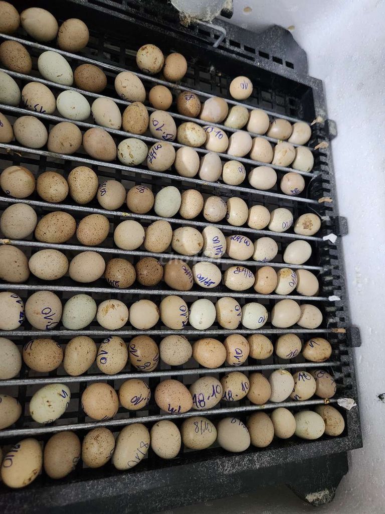 Bán gà rutin 1 tháng tuổi 2 tháng 1. Mua bán Gà tại Quận Bình Thạnh Tp Hồ Chí Minh được đăng bởi nguyễn danh hình 6