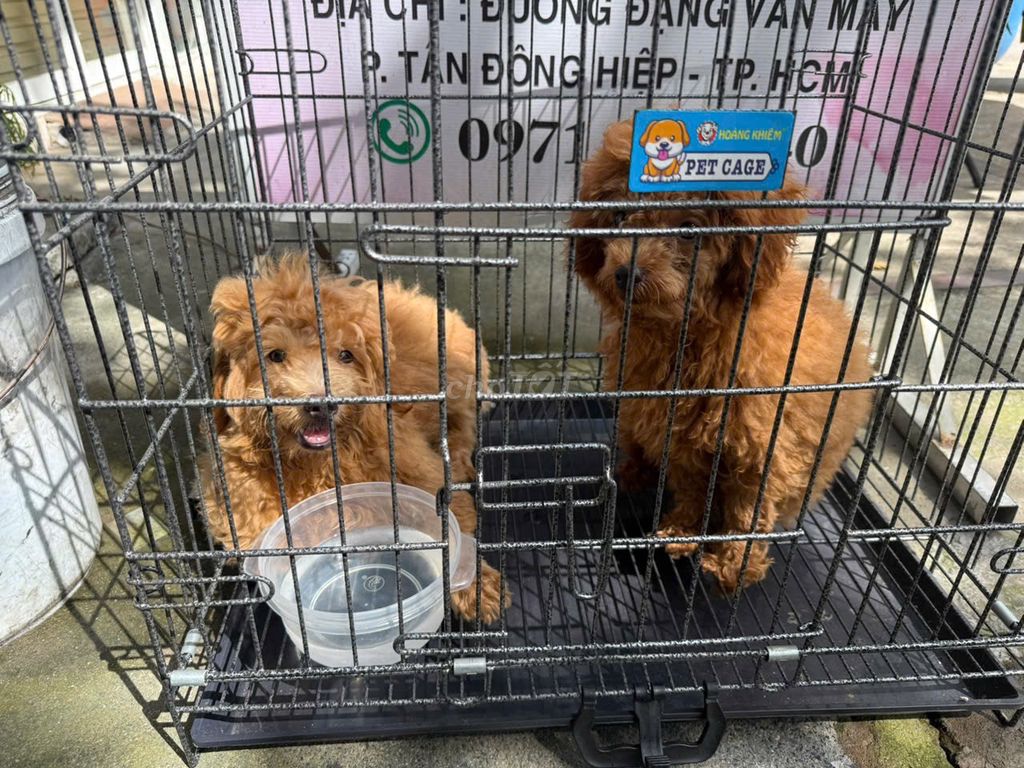 Cần kiếm chủ cho 2 bé ạ, tiêm chủng đầy đủ rùi ạ. Mua bán Chó tại Thành phố Dĩ An Bình Dương được đăng bởi Amy mây hình 1