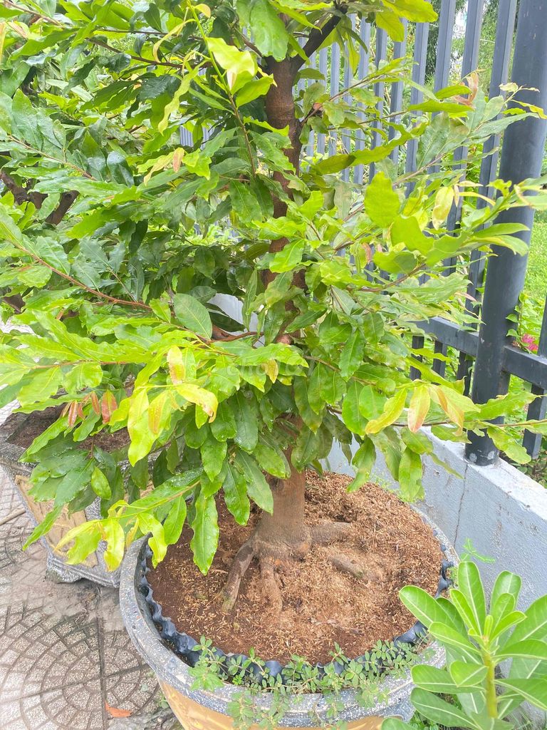 Mai Bonsai Cây cảnh. Mua bán Cây cảnh, đồ trang trí tại Thành phố Thuận An Bình Dương được đăng bởi Trong binh hình 1