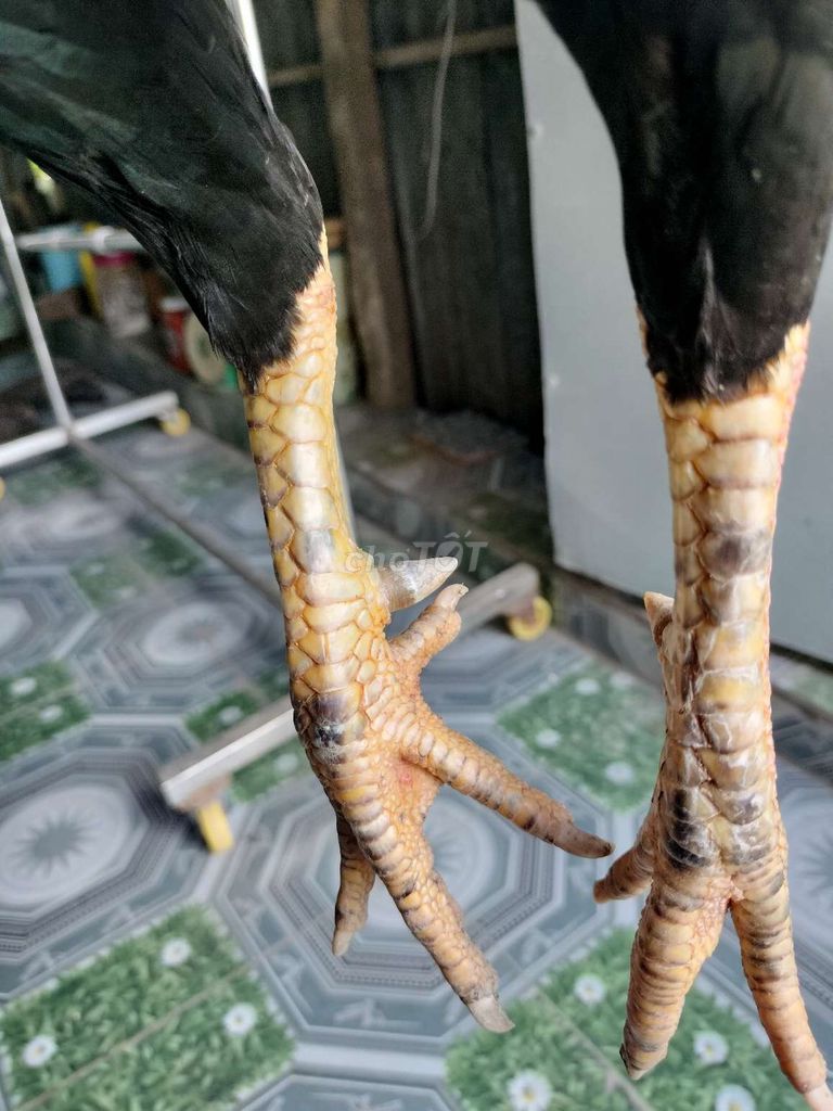 Gà tơ hơn 10 tháng, 95℅ lông, tay tốt, cán đẹp. Mua bán Gà tại Huyện Tam Bình Vĩnh Long được đăng bởi Trại gà tre Hữu Nghĩa hình 5