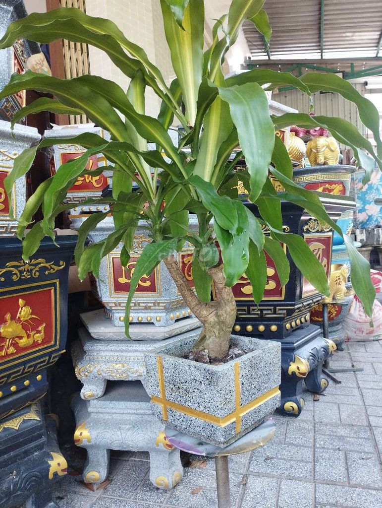 Cây phát tài. Mua bán Cây cảnh, đồ trang trí tại Huyện Cao Lãnh Đồng Tháp được đăng bởi Tân hình 1