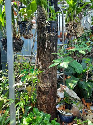 Bán cây lộc vừng cao 6m. Mua bán Cây cảnh, đồ trang trí tại Quận Bình Thạnh Tp Hồ Chí Minh được đăng bởi cường nguyễn