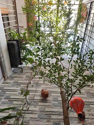 Rent · 3 bd · 100 м² · Quận Sơn Trà, ул. Trần khát Chân