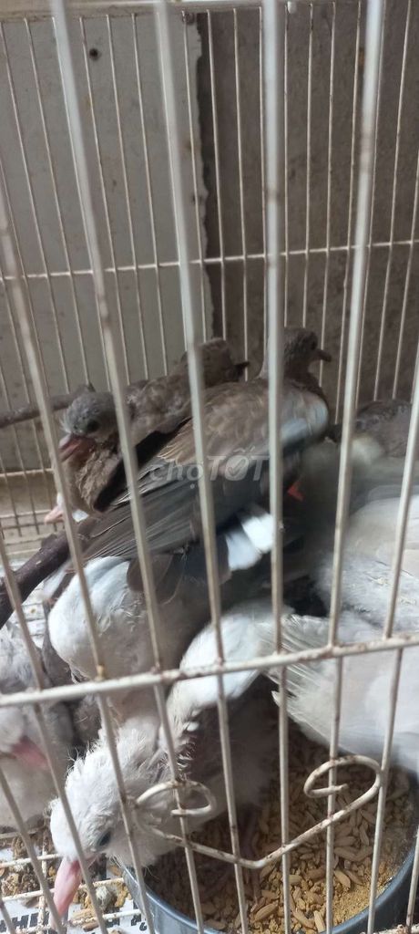 Chim cu gáy non. Mua bán Chim tại Huyện Đông Anh Hà Nội được đăng bởi Ngọc Anh Ngọc Anh hình 1