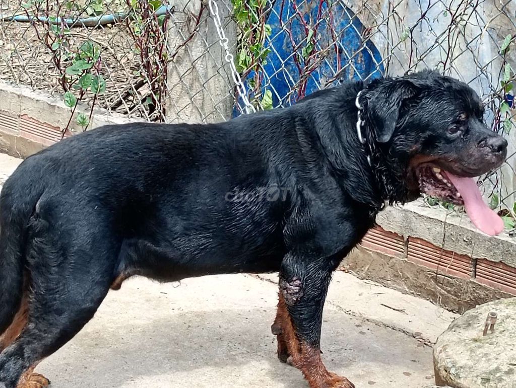 Rottweiler Đực Khủng Long.SG. Mua bán Chó tại Huyện Hóc Môn Tp Hồ Chí Minh được đăng bởi Nhân Rottweiler  hình 1