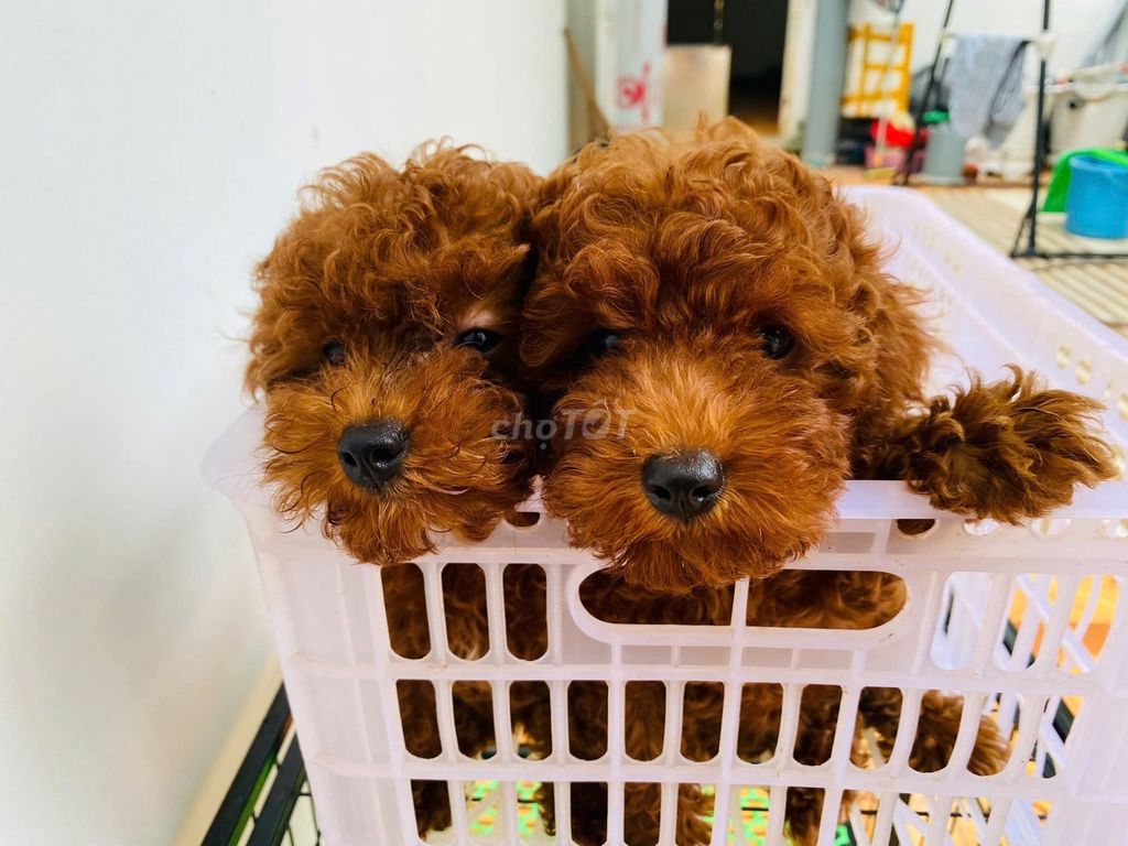 Chó Poodle Tyni Nâu đỏ Đã tiêm full vacxin. Mua bán Chó tại Thành phố Vũng Tàu Bà Rịa - Vũng Tàu được đăng bởi Nguyễn Thị Kiều Phương hình 1