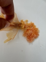 Trại cá Chất Pleco 