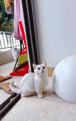 Bé gái Silver chân lùn 5 tháng 🐱❤️