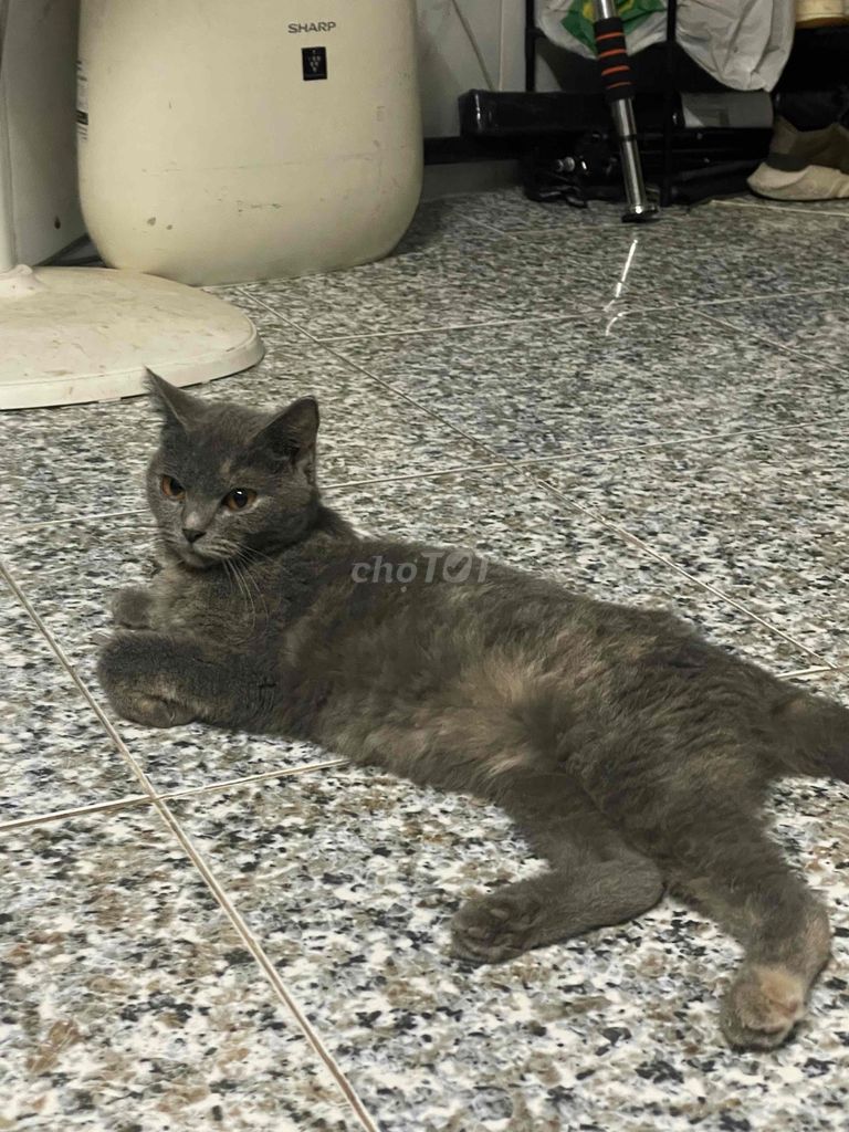 Mèo anl bầu 40 ngày. Mua bán Mèo tại Quận 7 Tp Hồ Chí Minh được đăng bởi Diệp bảo bảo hình 1