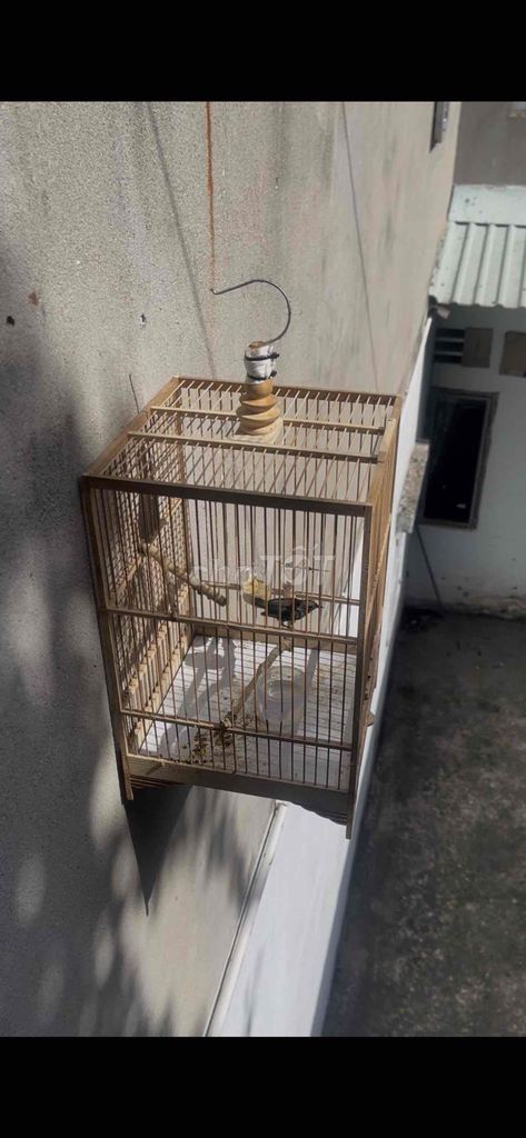 Chim ốc mít 3 tháng hót tốt cả bộ. Mua bán Chim tại Thành phố Thủ Đức Tp Hồ Chí Minh được đăng bởi Nguyễn hưng hình 1
