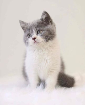 Mèo ALN Thuần chủng Bicolor đã tiêm