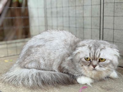 🔍🏠 cho bé ald lùn cụp cái tơ 9th ạ