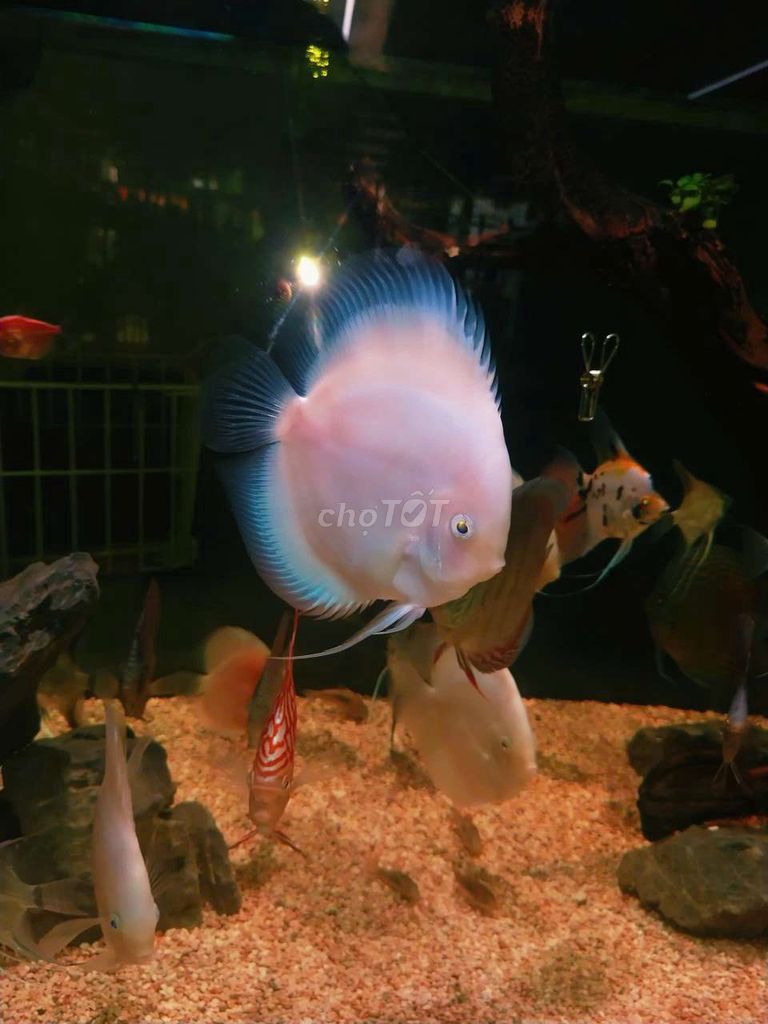 Cá đĩa Bạch ngọc 10-11 cm I cá dĩa trắng. Mua bán Thú cưng khác tại Quận Tân Bình Tp Hồ Chí Minh được đăng bởi Cá dĩa Như Ý hình 1