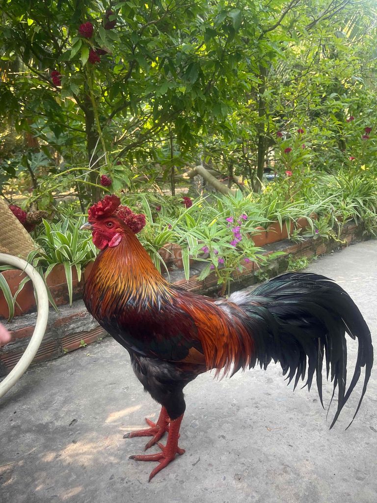 Gà Bến Tre Vàng 3.4kg. Mua bán Gà tại Huyện Châu Thành Bến Tre được đăng bởi Gà nòi bến tre  hình 1