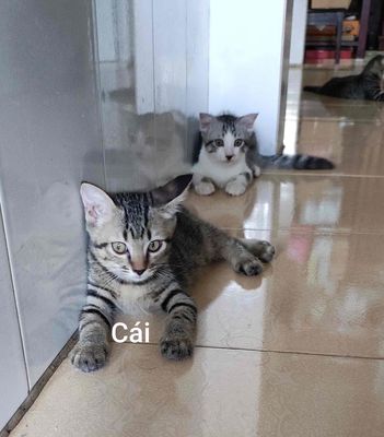 Mèo lai anh