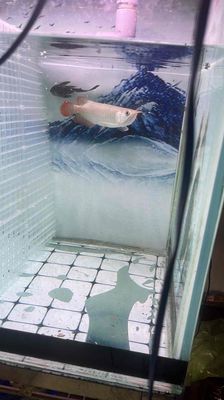 ca rồng. Mua bán Thú cưng khác tại Huyện Trảng Bom Đồng Nai được đăng bởi chònlương