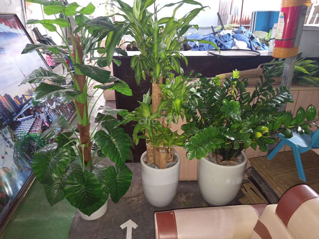 Cây cảnh giả nhựa xanh trang trí. Mua bán Cây cảnh, đồ trang trí tại Quận Bắc Từ Liêm Hà Nội được đăng bởi Tổng Kho Đồ Cũ TDV hình 1