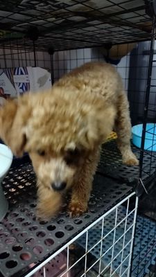 Chó Poodle Cái Nâu 3 tháng