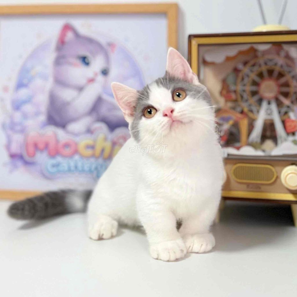 Mèo Anh chân ngắn bicolor. Mua bán Mèo tại Thành phố Thủ Đức Tp Hồ Chí Minh được đăng bởi Mochi  hình 1